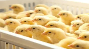 تحديث سعر الكتاكيت بورصة الدواجن الثلاثاء 2 ديسمبر 2025